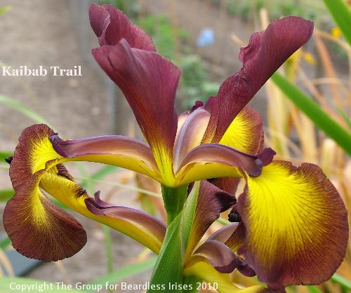 Kaibab Trail (2)